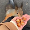 🐿️ Эмодзи «autumn atmosphere» для Telegram
