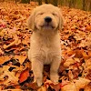🥰 Эмодзи «autumn atmosphere» для Telegram