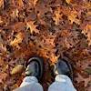 🍂 Эмодзи «autumn atmosphere» для Telegram