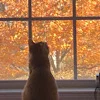 🐈 Эмодзи «autumn atmosphere» для Telegram