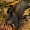 🐿️ Эмодзи «autumn atmosphere» для Telegram