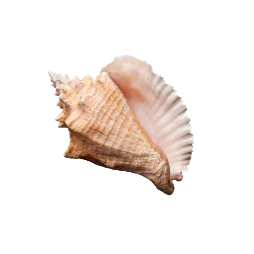 🐚 Стикер «сладость на корочке пирога» для Telegram