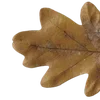 🍂 Эмодзи «Autumn #timeofyear #autumn» для Telegram