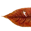 🍂 Эмодзи «Autumn #timeofyear #autumn» для Telegram