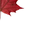 🍁 Эмодзи «Autumn #timeofyear #autumn» для Telegram