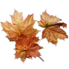 🍁 Эмодзи «Autumn #timeofyear #autumn» для Telegram