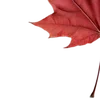 🍁 Эмодзи «Autumn #timeofyear #autumn» для Telegram