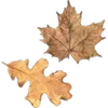 🍁 Эмодзи «Autumn #timeofyear #autumn» для Telegram
