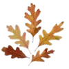 🍂 Эмодзи «Autumn #timeofyear #autumn» для Telegram