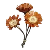 🌼 Эмодзи «Autumn #timeofyear #autumn» для Telegram