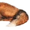 🦊 Эмодзи «Autumn #timeofyear #autumn» для Telegram