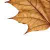 🍁 Эмодзи «Autumn #timeofyear #autumn» для Telegram