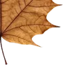 🍁 Эмодзи «Autumn #timeofyear #autumn» для Telegram
