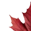 🍁 Эмодзи «Autumn #timeofyear #autumn» для Telegram