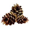 🌲 Эмодзи «Autumn #timeofyear #autumn» для Telegram