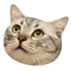 🙂 Эмодзи «Осенний Пак» для Telegram