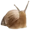 🐌 Эмодзи «Осенний Пак» для Telegram