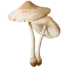 🍄 Эмодзи «Осенний Пак» для Telegram