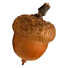 🌰 Эмодзи «Осенний Пак» для Telegram