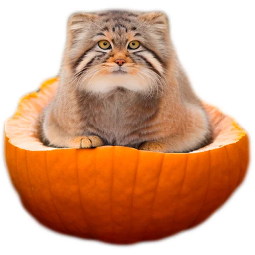 🎃 Стикер «Autumn Manul» для Telegram