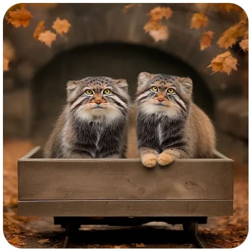 🚇 Стикер «Autumn Manul» для Telegram