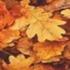 🎃 Эмодзи «ㅤᜊ 𝑎𝗎𝗍𝗎𝗆𝗇 𝗅𝖾𝗮𝖿» для Telegram
