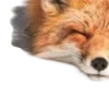 🎃 Эмодзи «ㅤᜊ 𝑎𝗎𝗍𝗎𝗆𝗇 𝗅𝖾𝗮𝖿» для Telegram