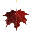 🍁 Эмодзи «warm autumn vibe» для Telegram