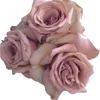 🌹 Эмодзи «Autumn With Dollclub» для Telegram