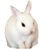 🐰 Эмодзи «Autumn With Dollclub» для Telegram