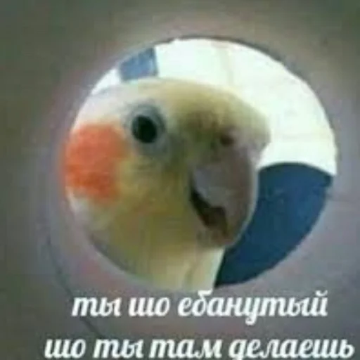 😇 Стикер «кыш» для Telegram