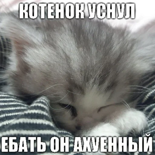 😻 Стикер «кыш» для Telegram