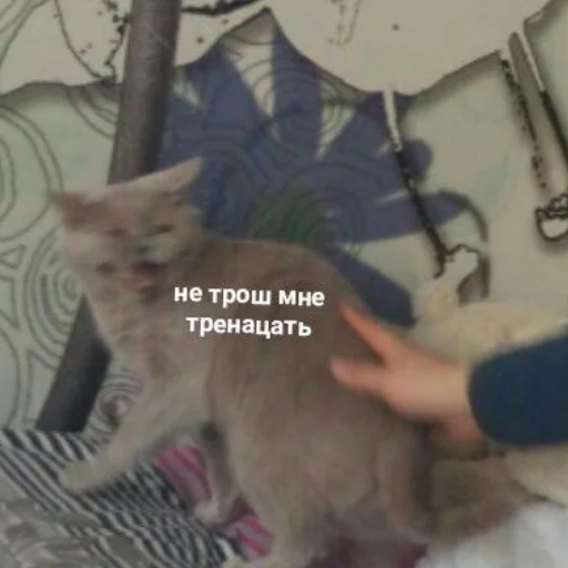 😳 Стикер «кыш» для Telegram