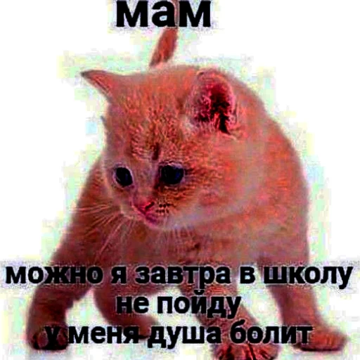 😿 Стикер «кыш» для Telegram