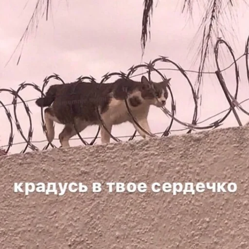 Стикерпак кыш для Telegram — скачать