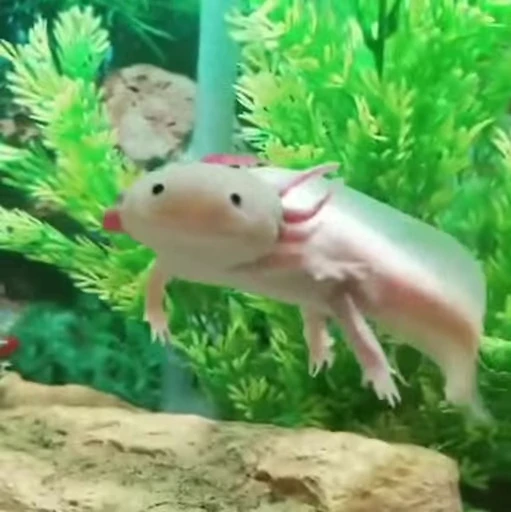🫧 Стикер «Axolotl» для Telegram