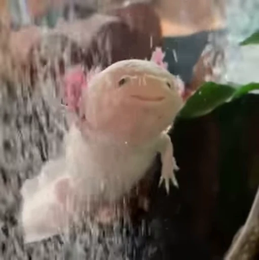 🫧 Стикер «Axolotl» для Telegram