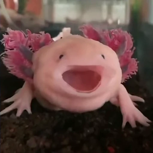 🫧 Стикер «Axolotl» для Telegram