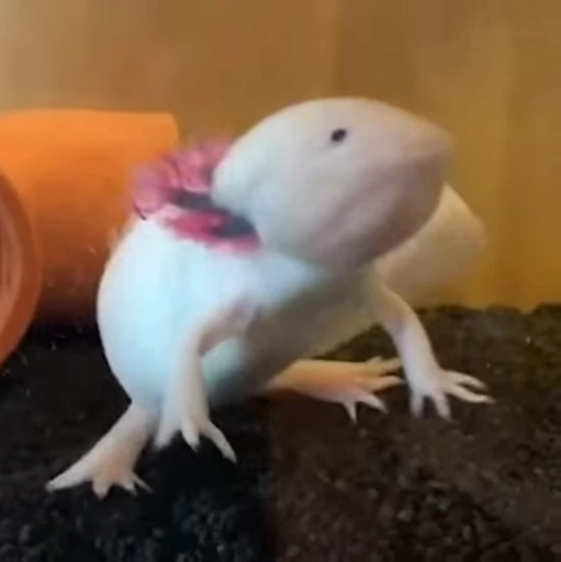 🫧 Стикер «Axolotl» для Telegram