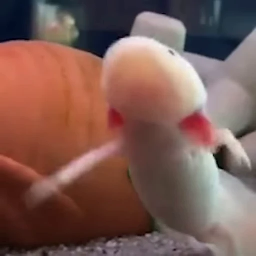 🫧 Стикер «Axolotl» для Telegram