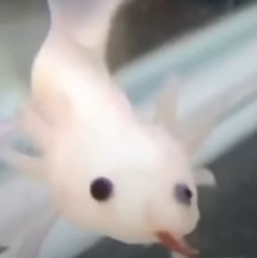 🫧 Стикер «Axolotl» для Telegram