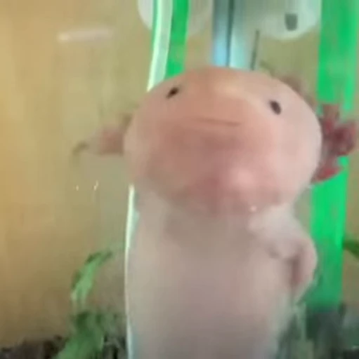 🫧 Стикер «Axolotl» для Telegram