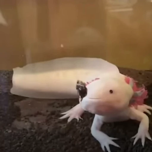 🫧 Стикер «Axolotl» для Telegram
