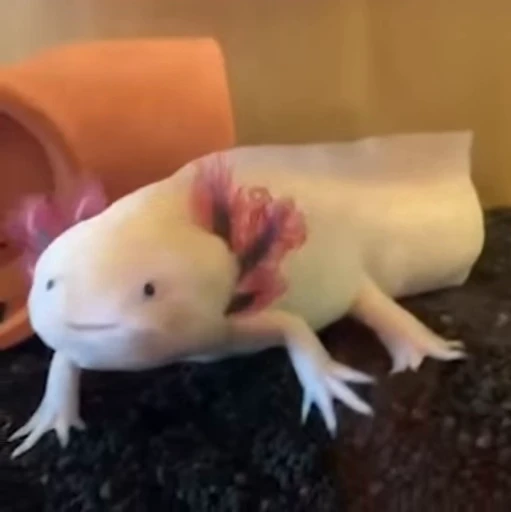 🫧 Стикер «Axolotl» для Telegram