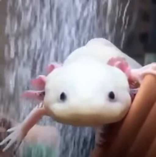 🫧 Стикер «Axolotl» для Telegram