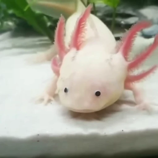🫧 Стикер «Axolotl» для Telegram