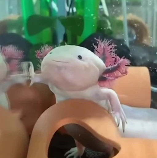 🫧 Стикер «Axolotl» для Telegram