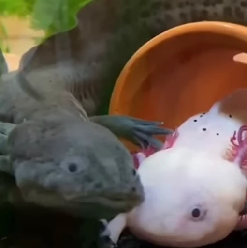 🫧 Стикер «Axolotl» для Telegram