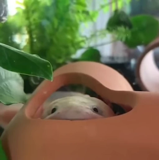 🫧 Стикер «Axolotl» для Telegram