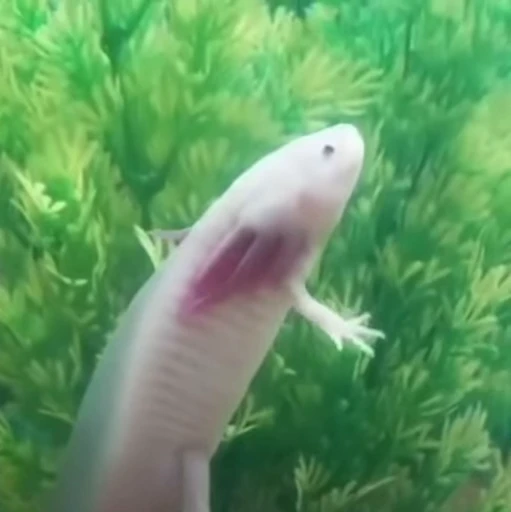🫧 Стикер «Axolotl» для Telegram